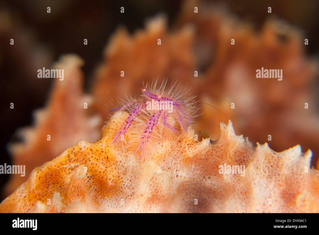 Hairy Squat Lobster (Lauriea siagiani) in una spugna nell'Lembeh strait off Nord Sulawesi, Indonesia. Foto Stock