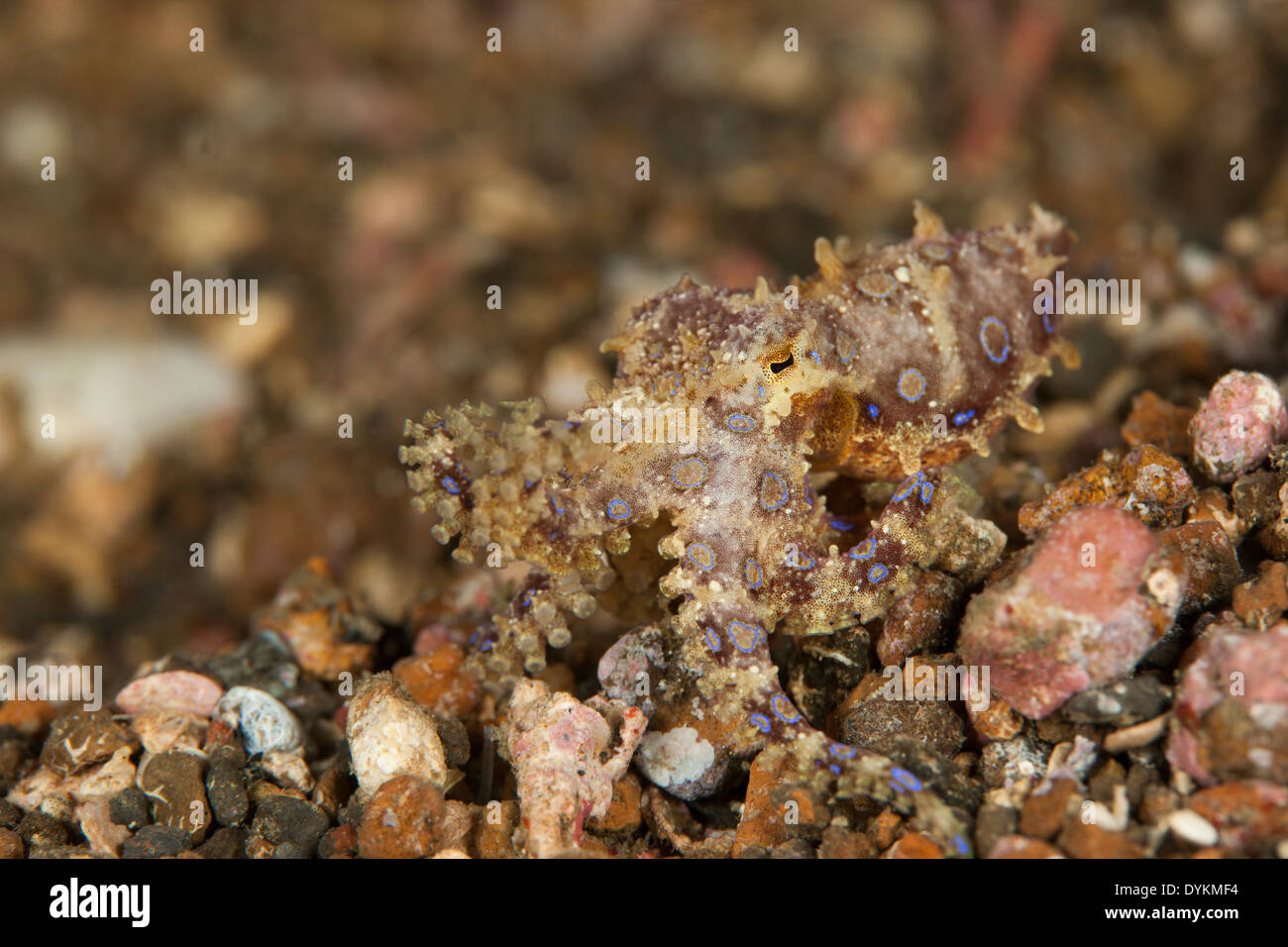 Maggiore Blu-inanellati polpo (Hapalochlaena lunulata), un piccolo ma altamente specie velenosa di polpo Foto Stock