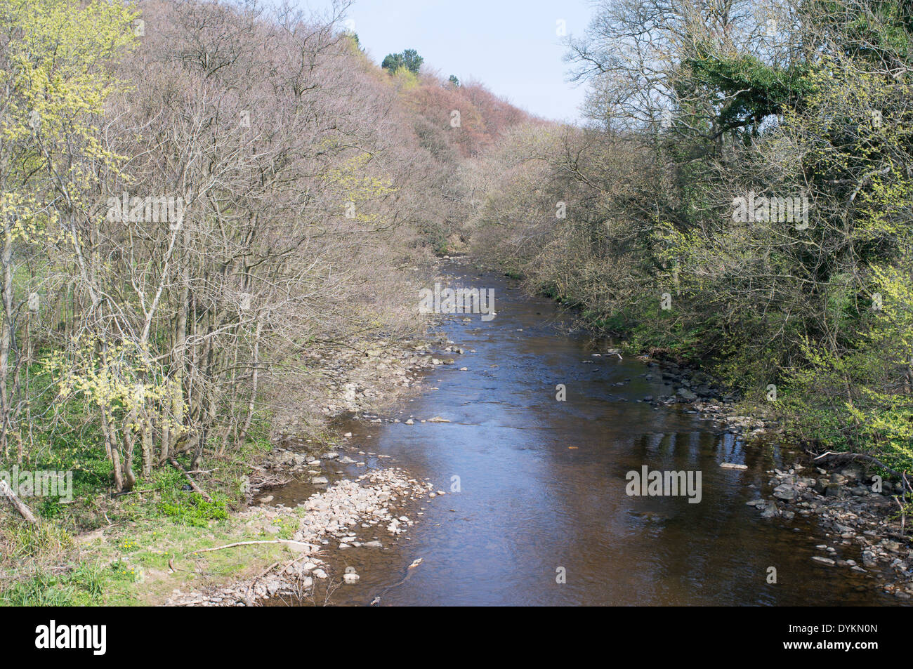 Il fiume Derwent visto a Allensford, North East England Regno Unito Foto Stock