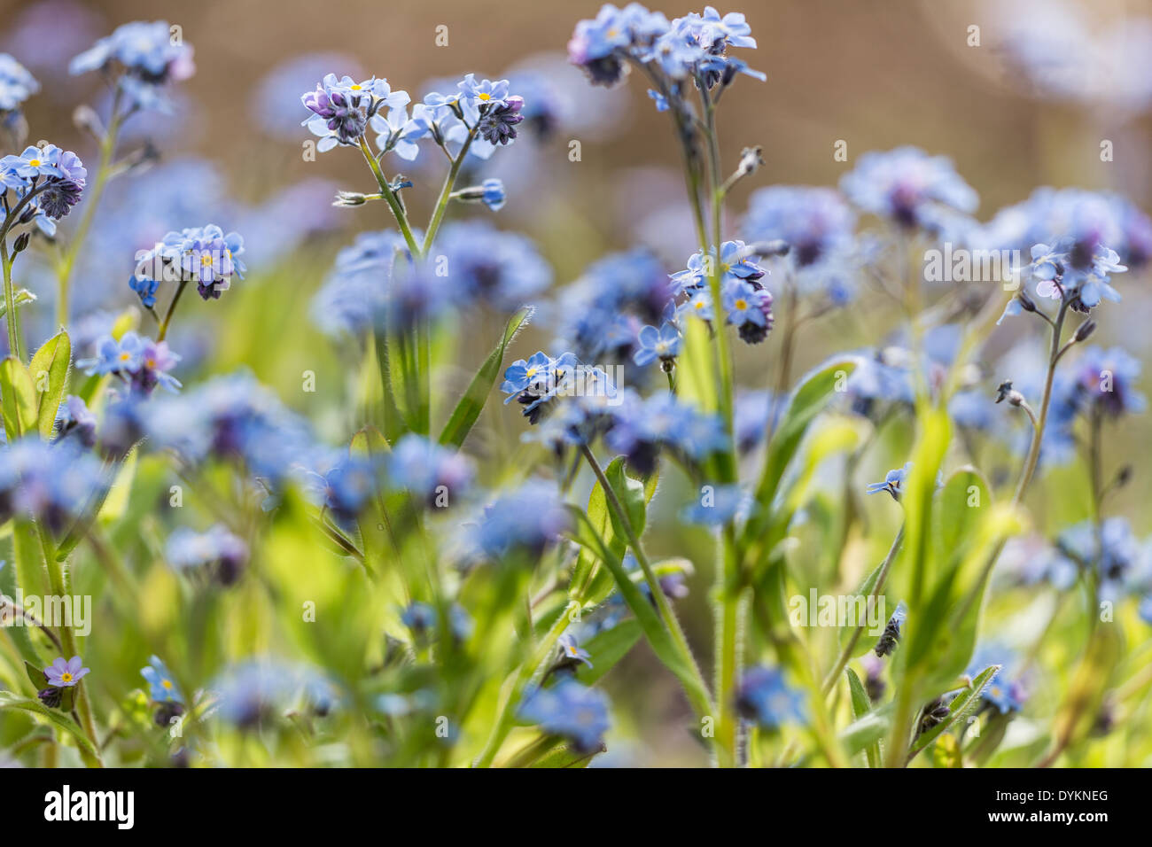 Dimenticare-me-non fiorisce in primavera il sole (Myosotis sylvatica) Foto Stock