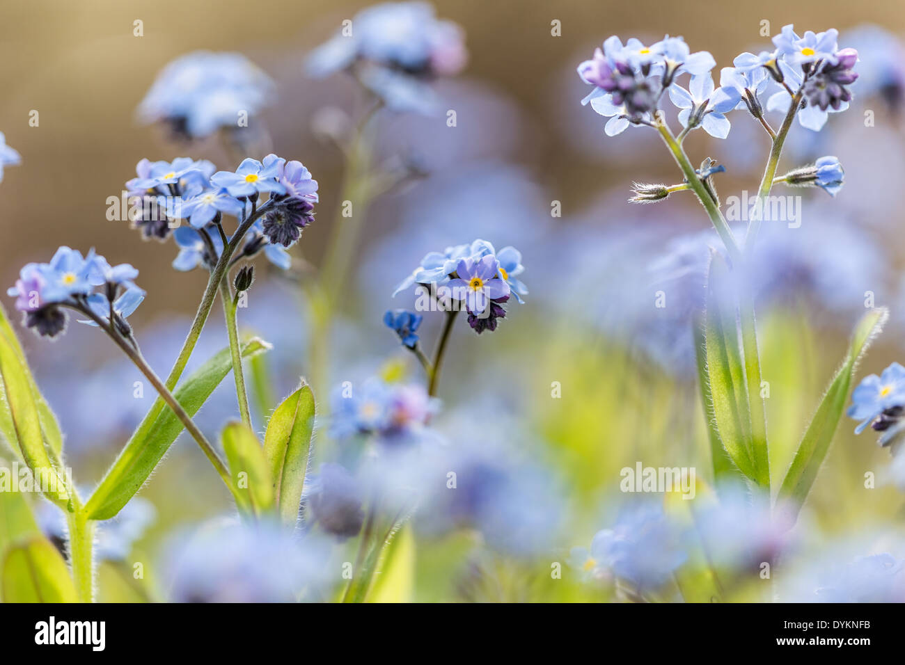 Dimenticare-me-non fiorisce in primavera il sole (Myosotis sylvatica) Foto Stock
