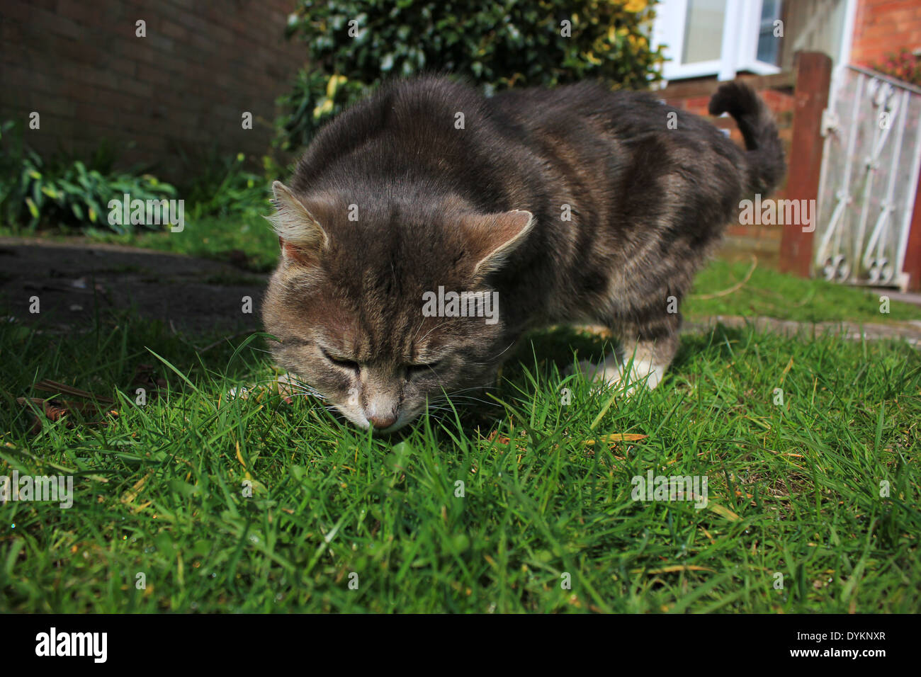 Tabby cat sniffing erba in giardino Foto Stock