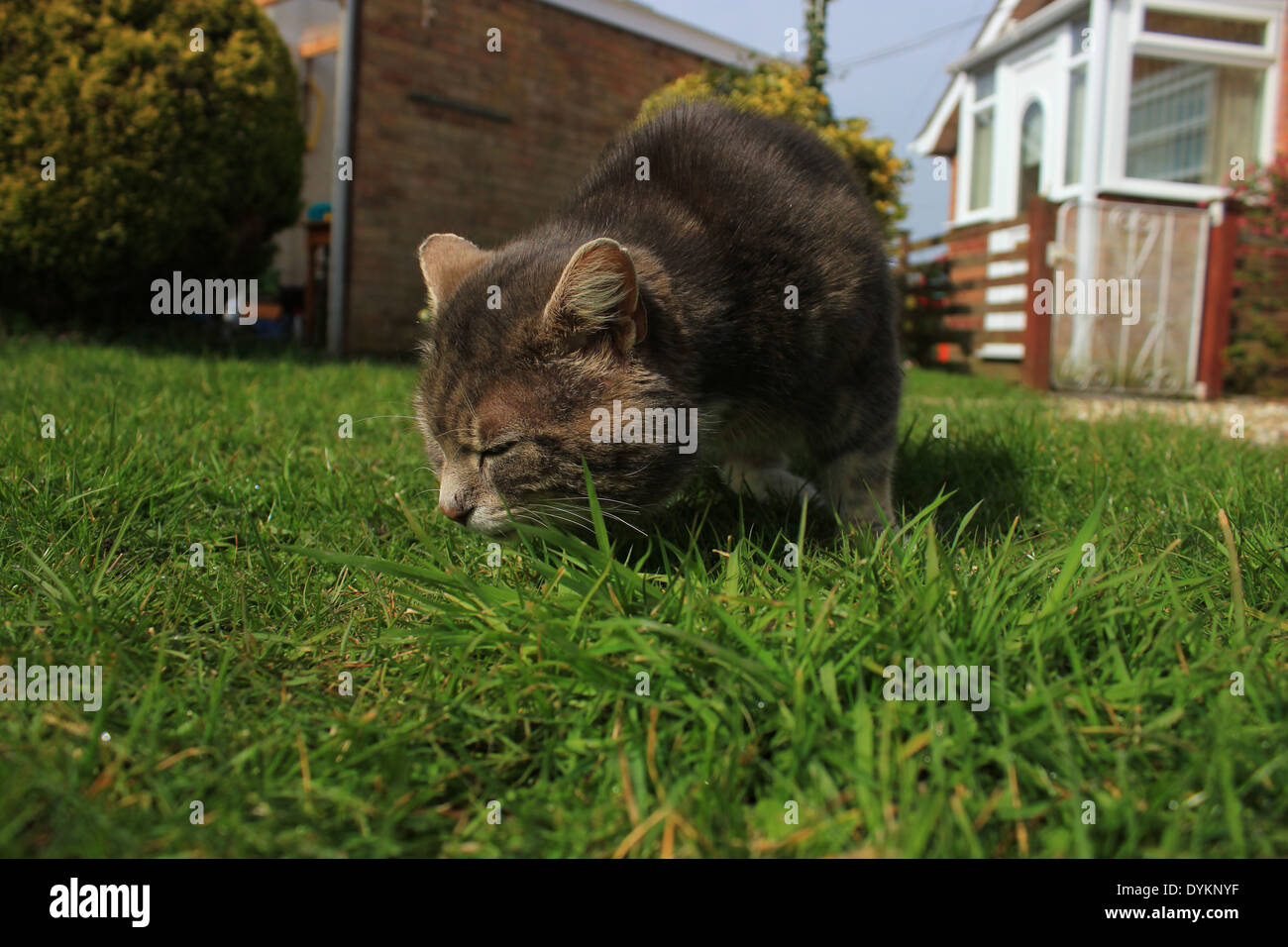 Tabby cat sniffing erba in giardino Foto Stock