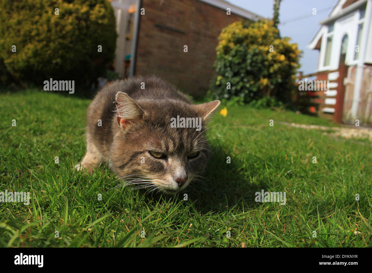 Tabby cat tosse furball in giardino Foto Stock