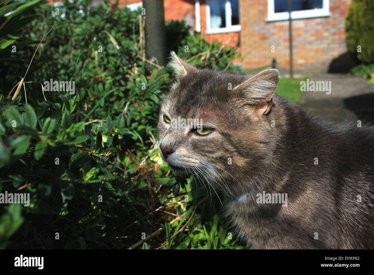 Tabby cat sniffing pianta da giardino percorso Foto Stock