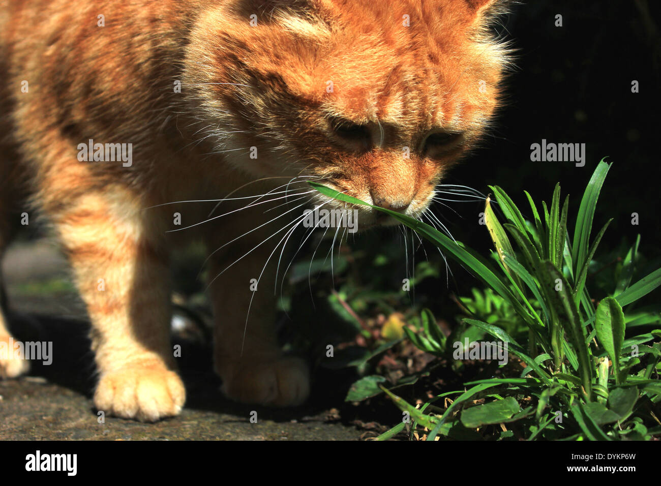 Lo zenzero cat sniffing erba in giardino Foto Stock
