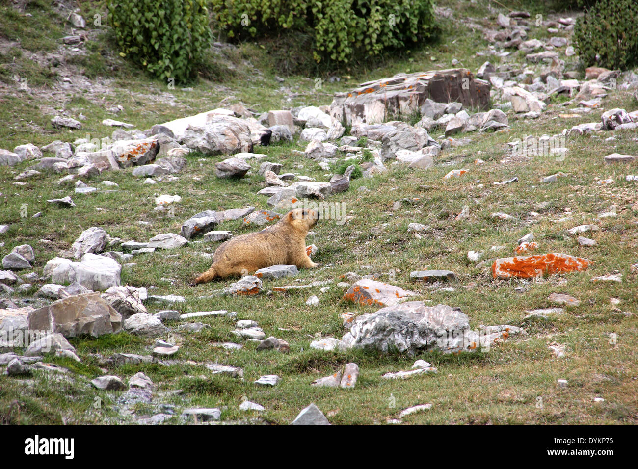 La marmotta himalayana Foto Stock