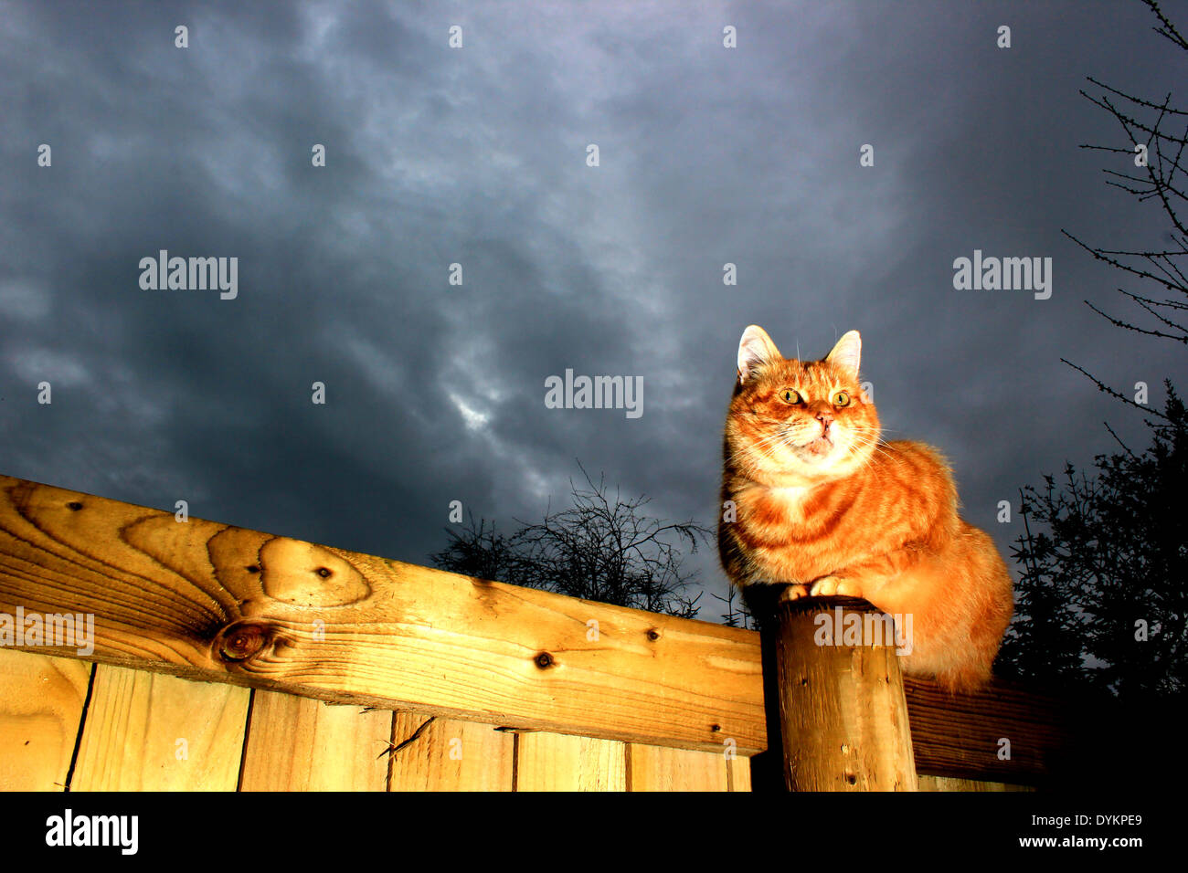 Lo zenzero cat sat su giardino recinto con nuvole scure Foto Stock