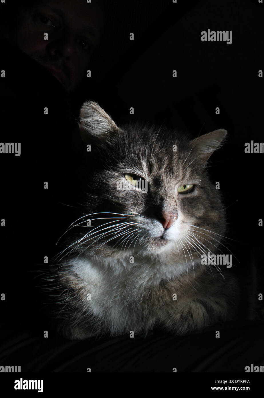 Ritratto di tabby cat con sfondo nero Foto Stock