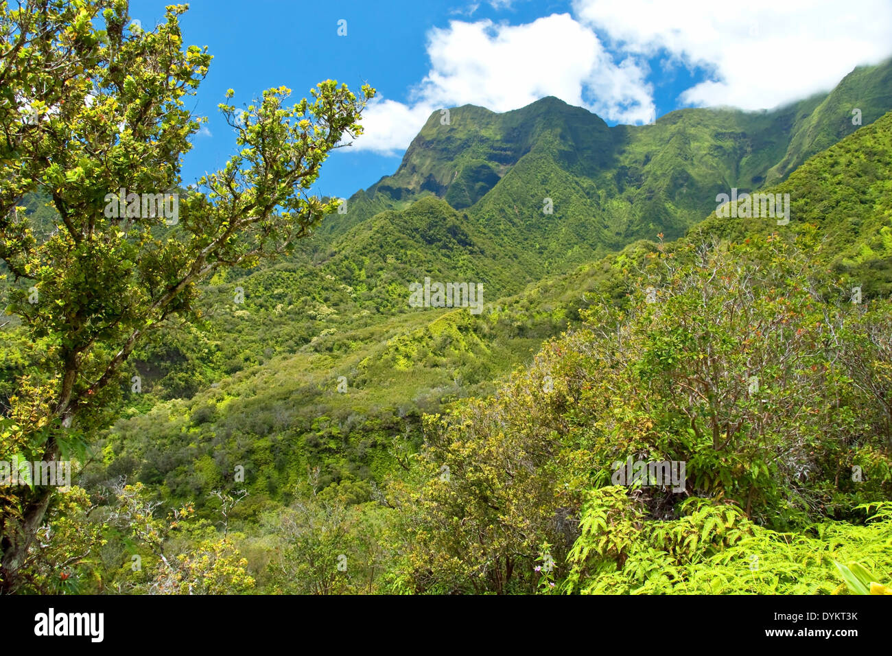 Iao Valley State Park a Maui Hawaii Foto Stock