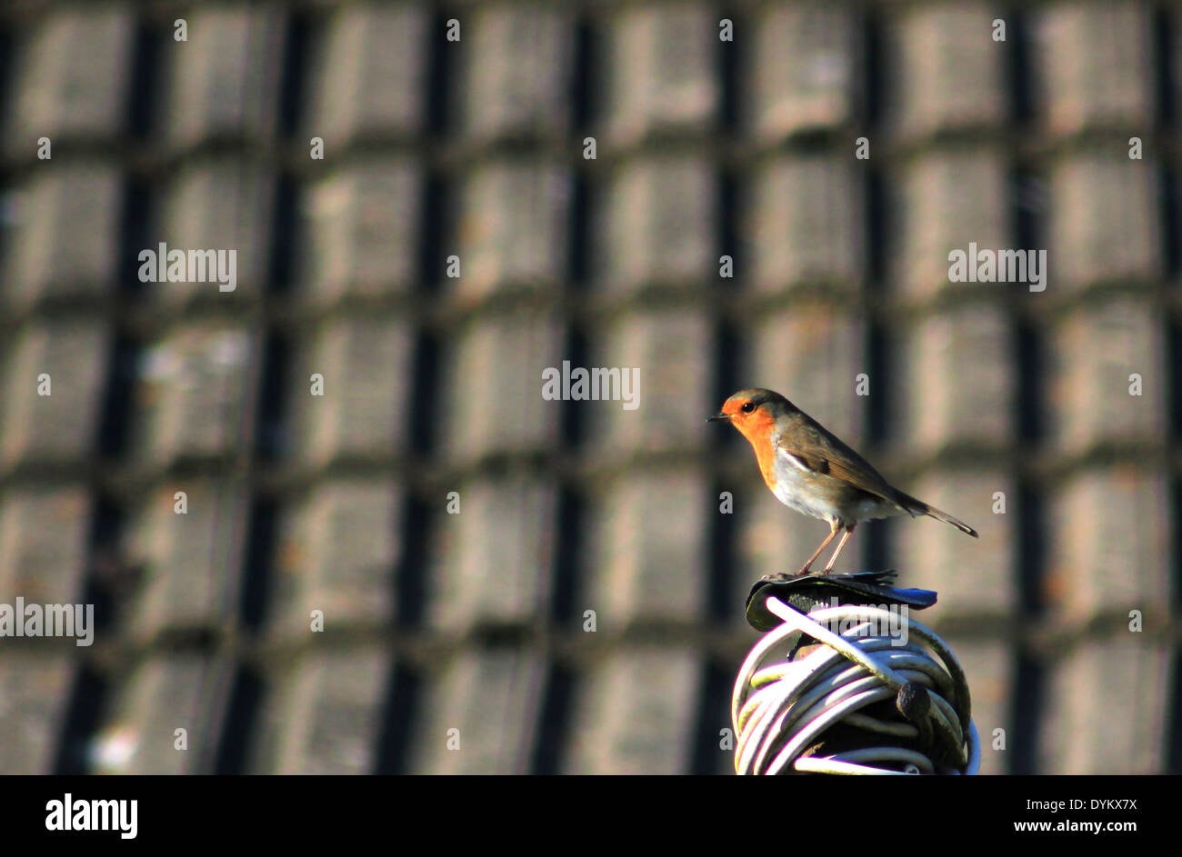 Robin su linea di lavaggio con tetto in background Foto Stock