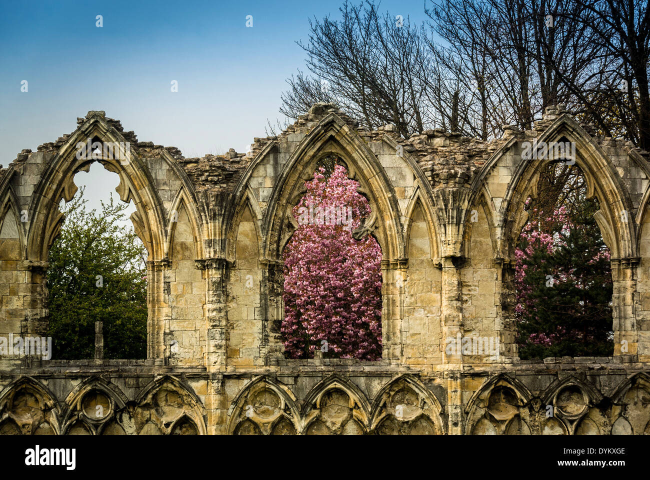 Fioritura primaverile rosa incorniciata dalle finestre medievali delle rovine dell'Abbazia di Santa Maria. York. Foto Stock