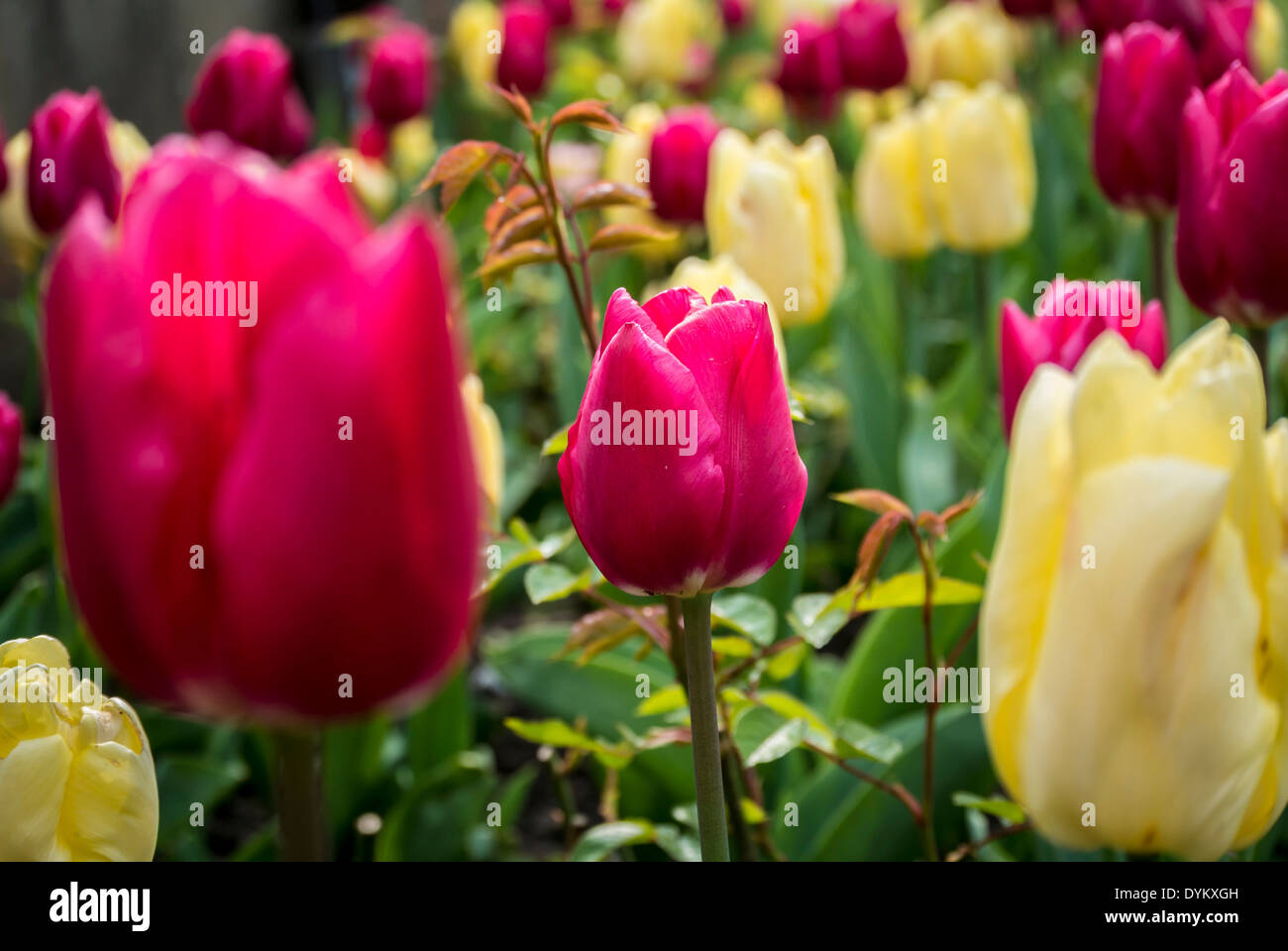 Fioritura di tulipani Foto Stock