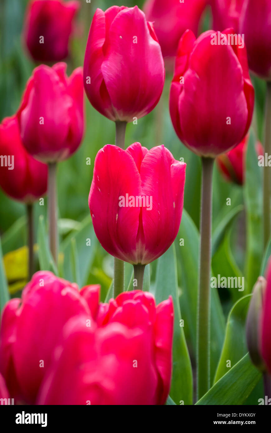 Fioritura di tulipani Foto Stock