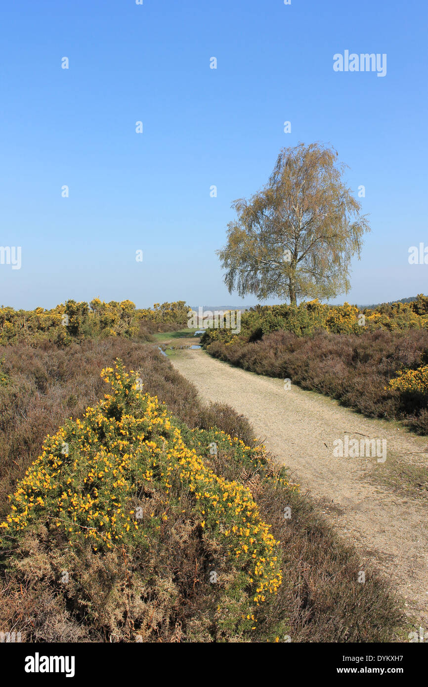 Paesaggio di brughiera lungo il crinale di Hampton, New Forest National Park, vicino Fritham, Hampshire, Regno Unito Foto Stock