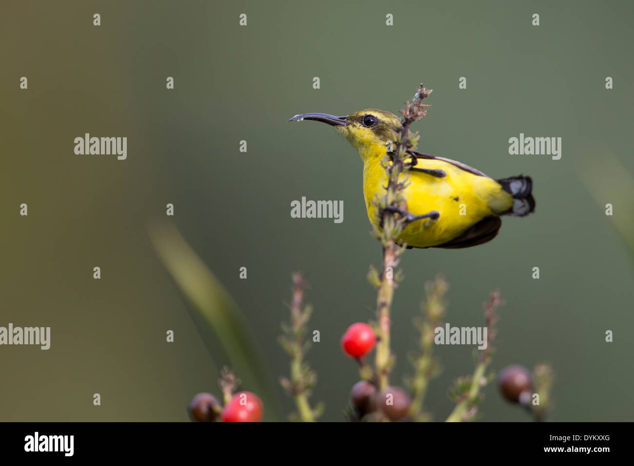 Oliva-backed Sunbird (Cinnyris jugularis plateni), giallo-di fronte gruppo, femmina Foto Stock