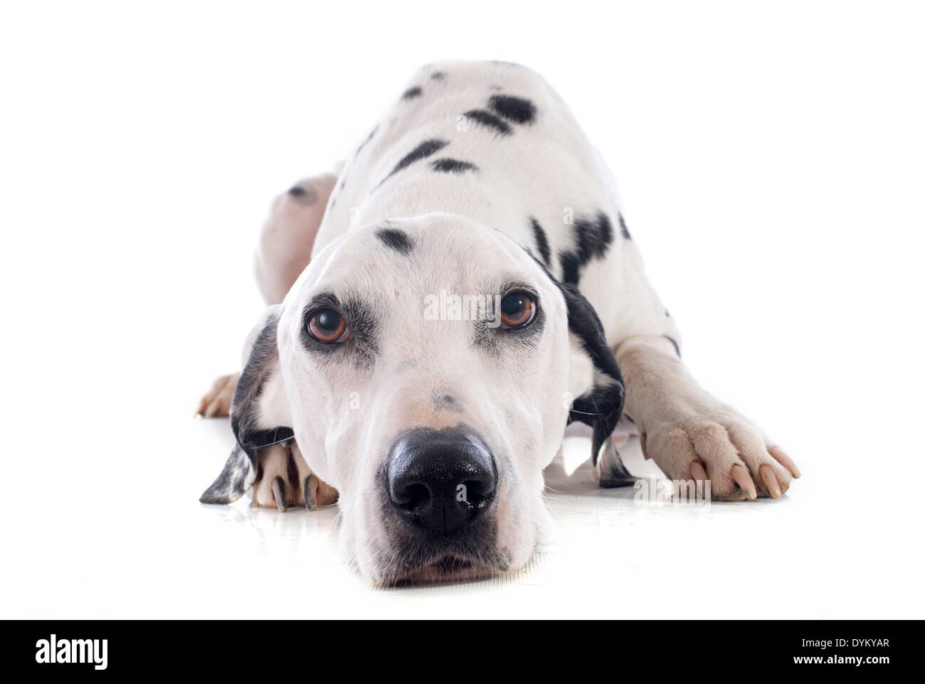 Cane dalmata di fronte a uno sfondo bianco Foto Stock