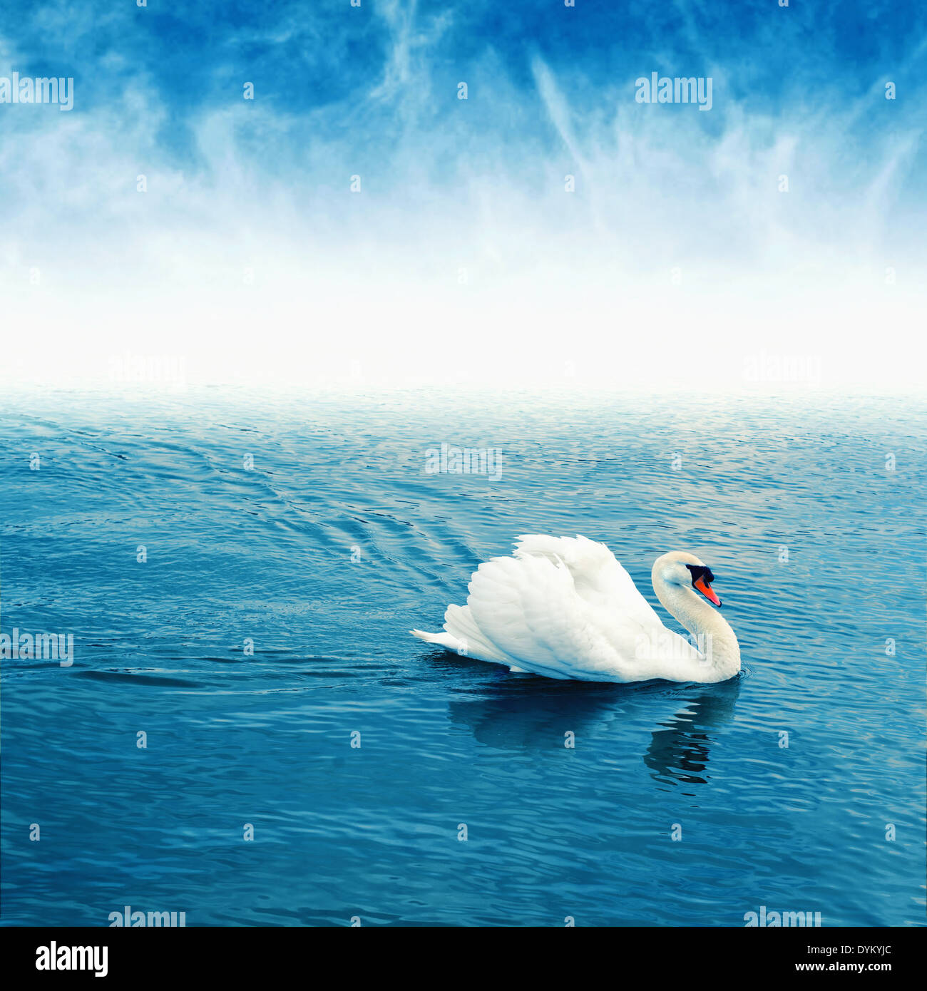 Cigno (Cygnus olor) galleggiante sulla superficie di un lago. Foto Stock