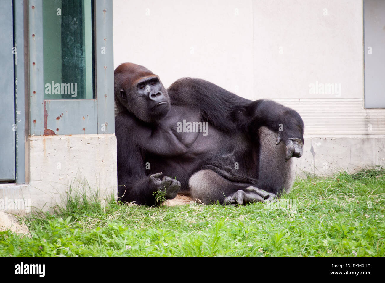 Un maschio di pianura occidentale (Gorilla Gorilla gorilla gorilla) seduta rilassata, presso il Lincoln Park Zoo di Chicago, Illinois. Foto Stock