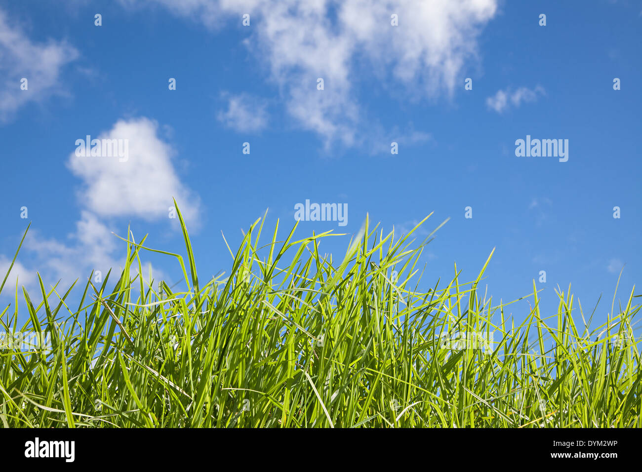 Un close-up di erba verde contro un cielo blu con nuvole soffici Foto Stock