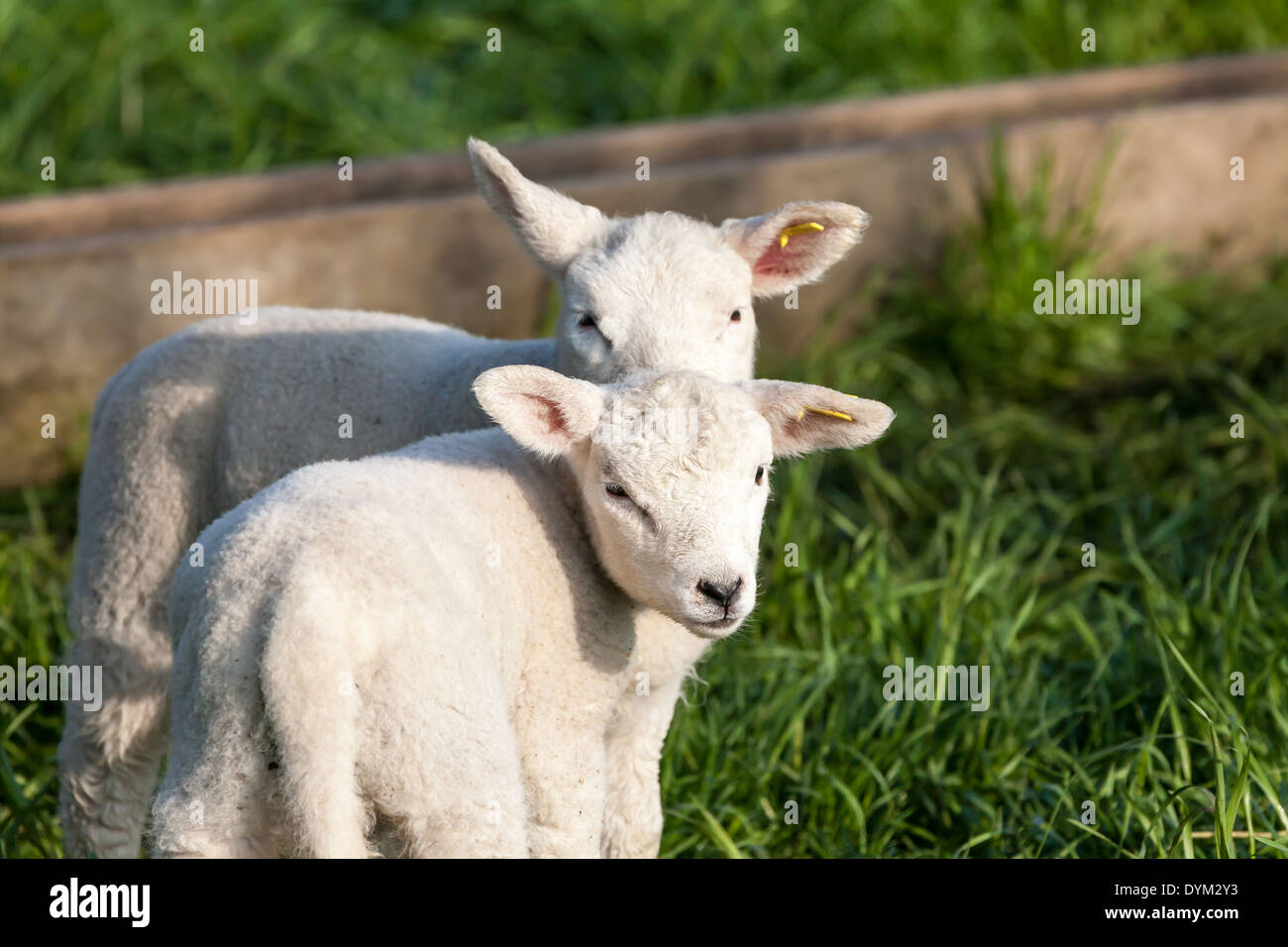 Due soggiorno di agnello e guardando in giro nei pressi di un di legno cratch Foto Stock