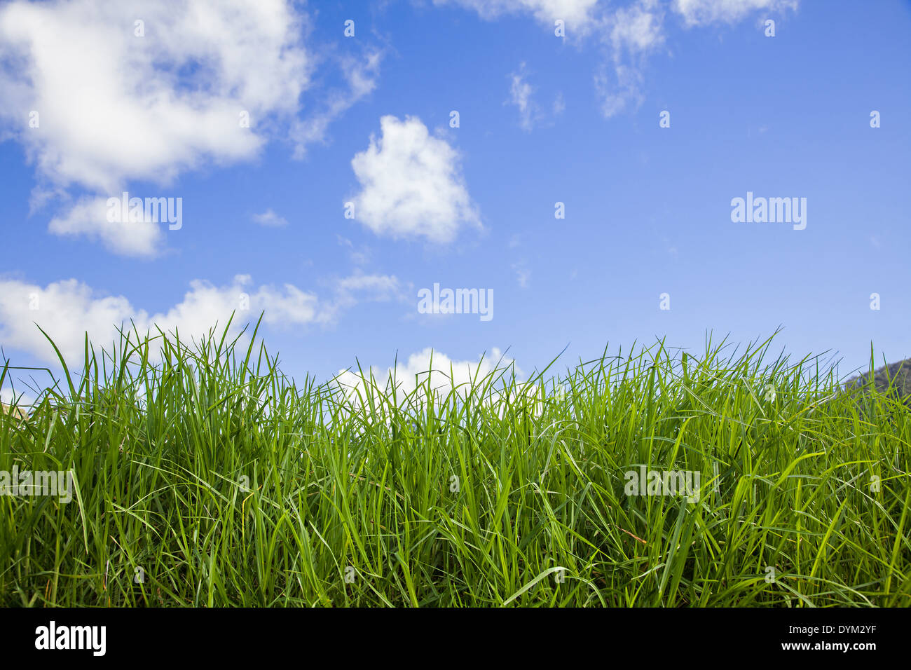 Un close-up di erba verde contro un cielo blu con nuvole soffici Foto Stock