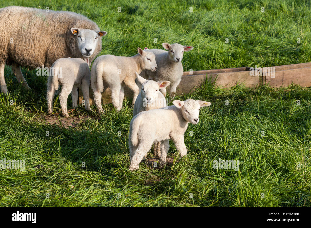 Gli agnelli di rimanere e guardando in giro nei pressi di un di legno cratch Foto Stock