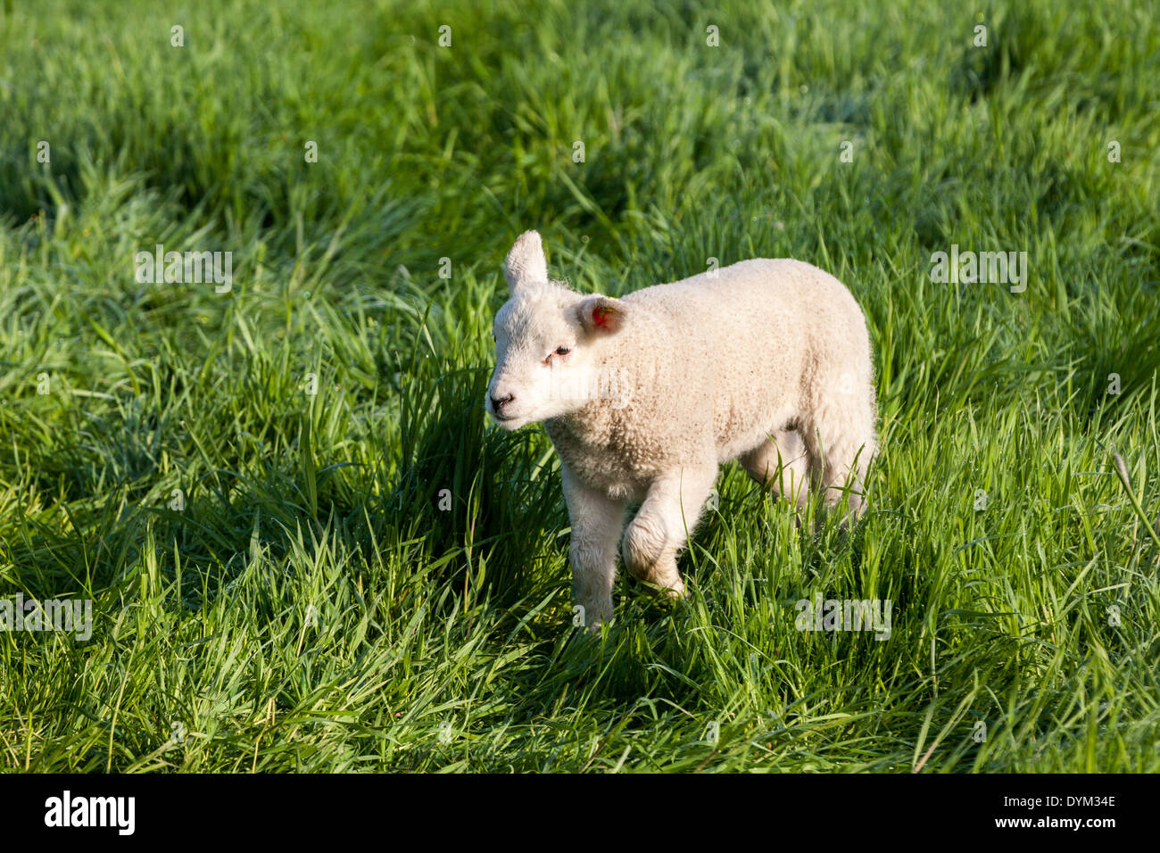 Un agnello a piedi e guardando intorno ai suoi amici Foto Stock