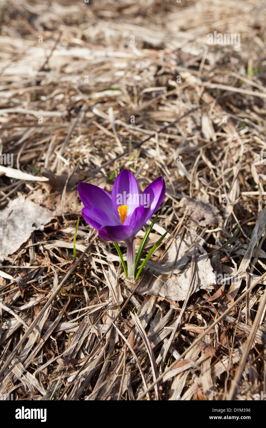 Unico fiore Crocus a molla, Finlandia Foto Stock