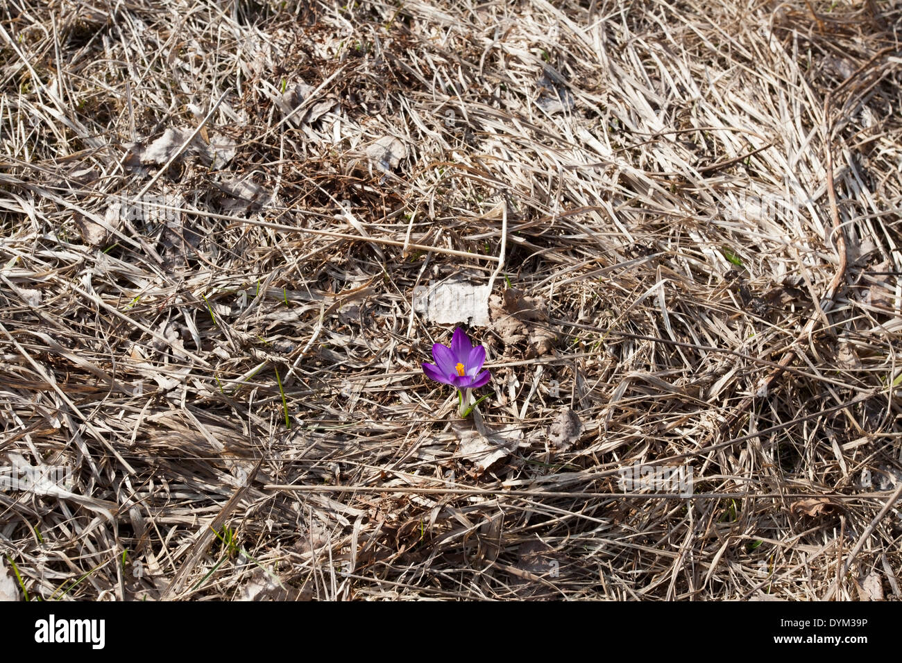 Unico fiore Crocus a molla, Finlandia Foto Stock