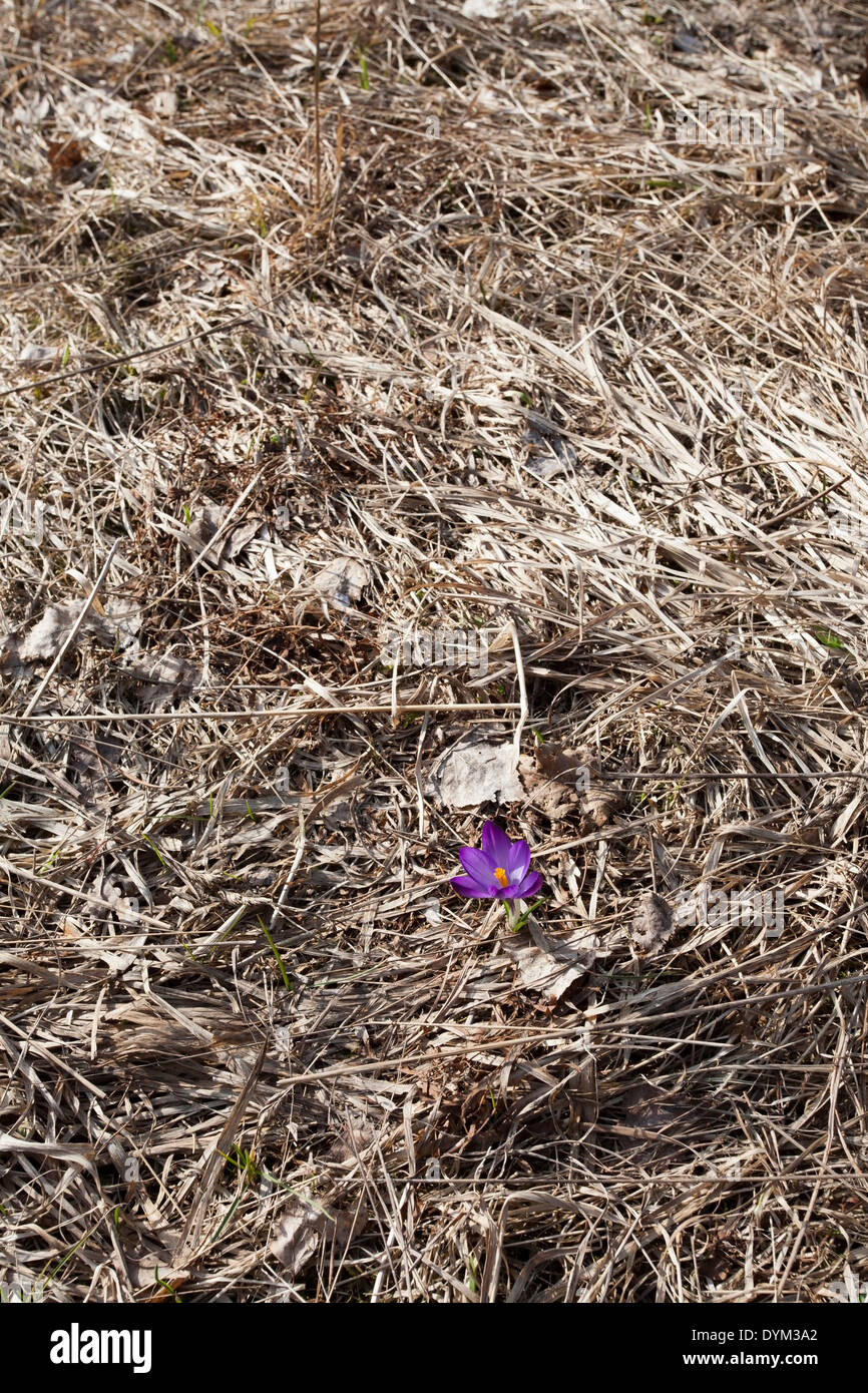 Unico fiore Crocus a molla, Finlandia Foto Stock