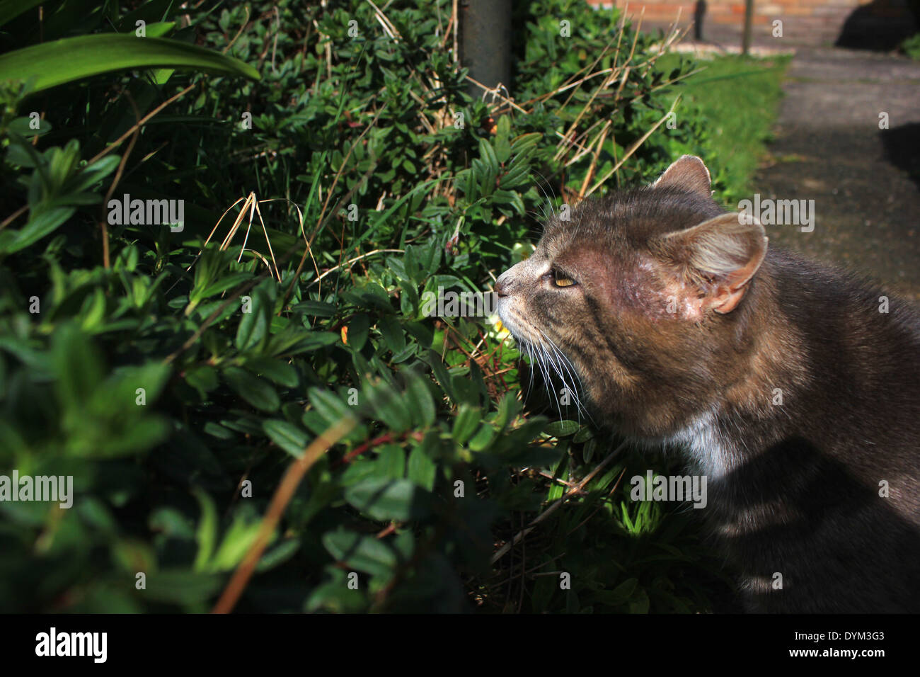 Tabby cat sniffing pianta da giardino percorso Foto Stock