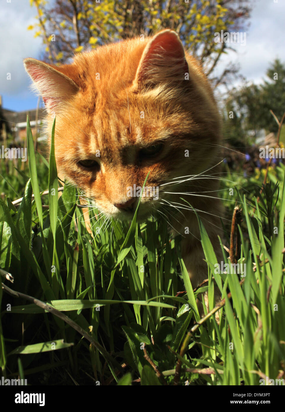 Lo zenzero cat sniffing erba in giardino Foto Stock