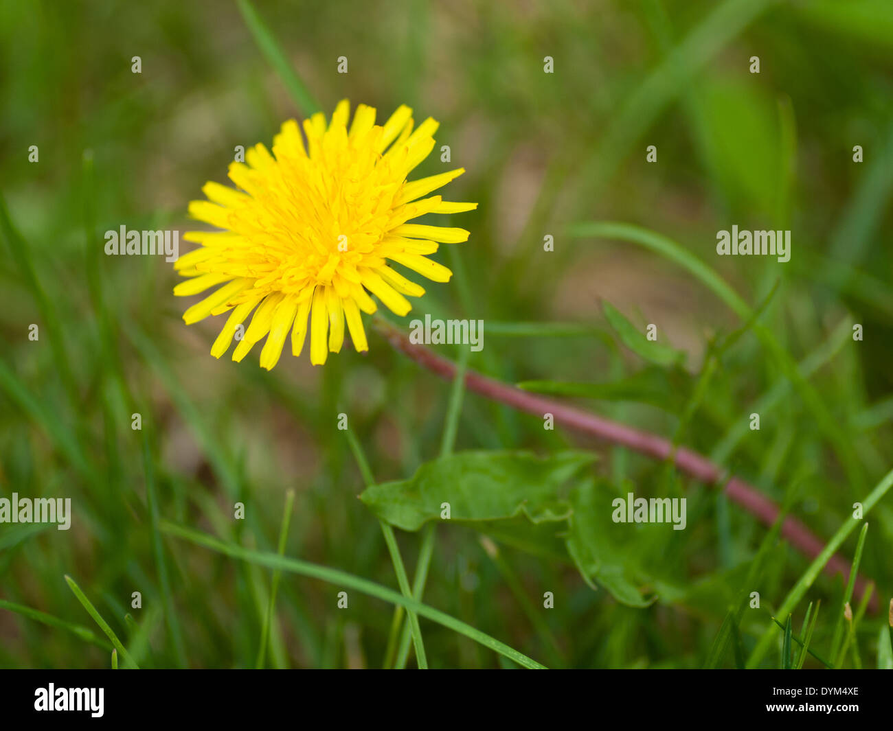 Il fiore di un comune tarassaco (Taraxacum officinale), in piena fioritura. Foto Stock