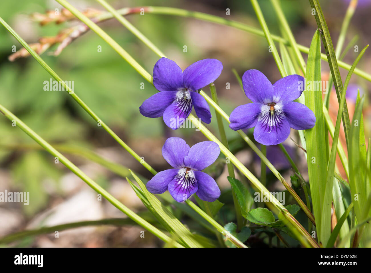 Viola riviniana cane comune-viola; viola; Foto Stock