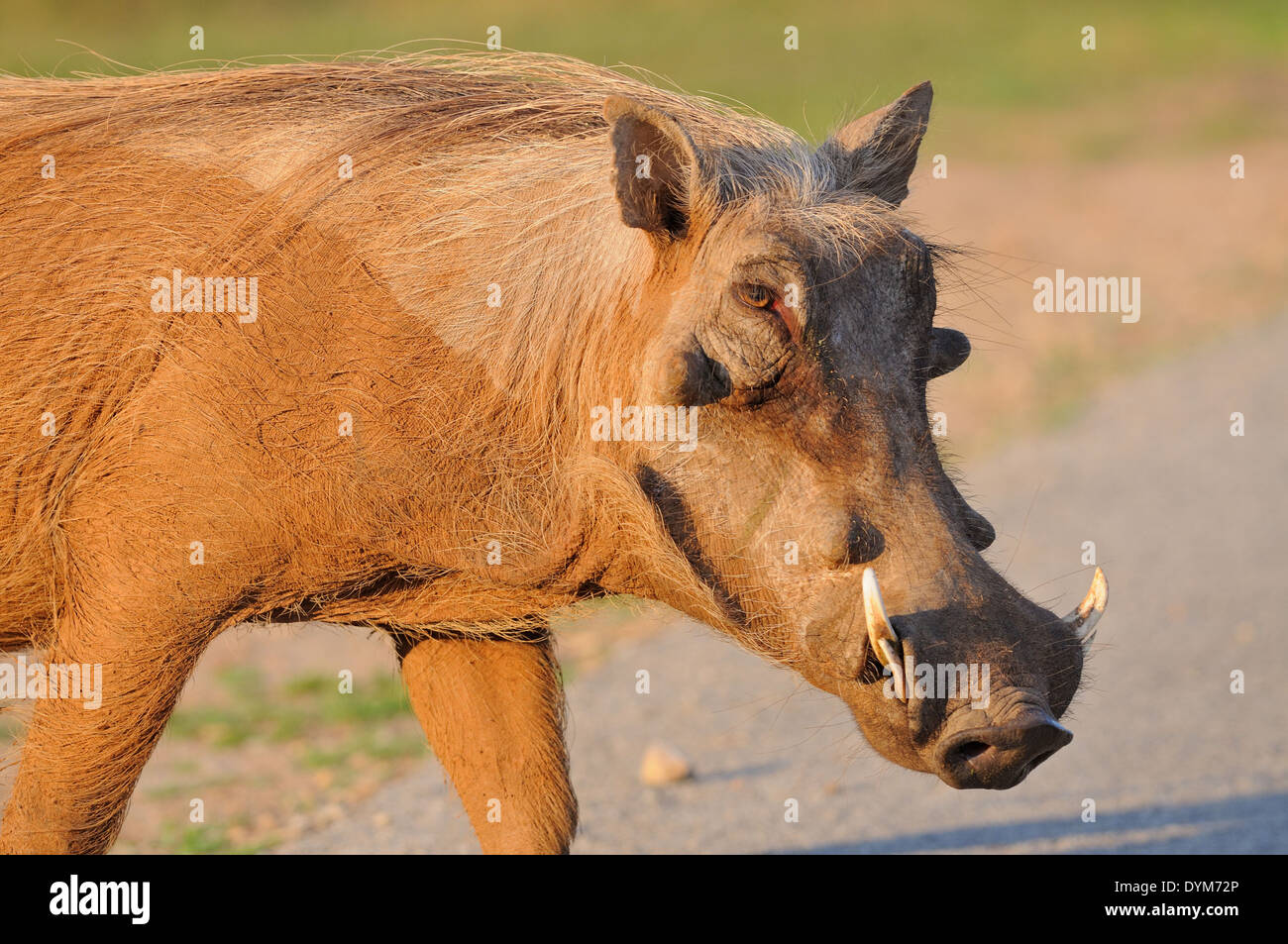 Warthog meridionale (Phacochoerus africanus sundevallii) attraversando una strada asfaltata, Parco Nazionale di Addo, Capo orientale, Sud Africa e Africa Foto Stock