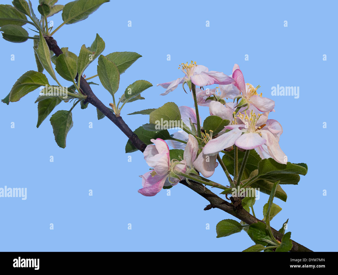 Apple Blossom molla Foto Stock