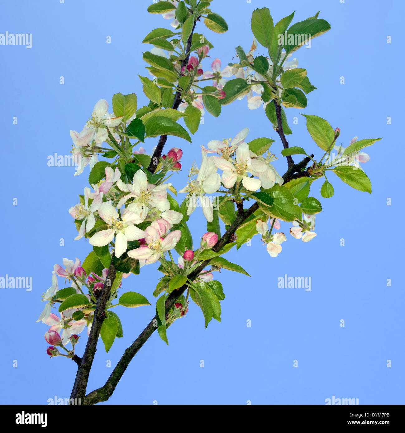 Bella primavera apple blossom dettaglio. Foto Stock