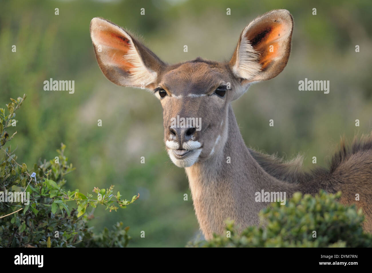 Greater kudu (Tragelaphus strepsiceros), femmina, in piedi dietro i cespugli, Addo Parco Nazionale, Sud Africa, Africa Foto Stock