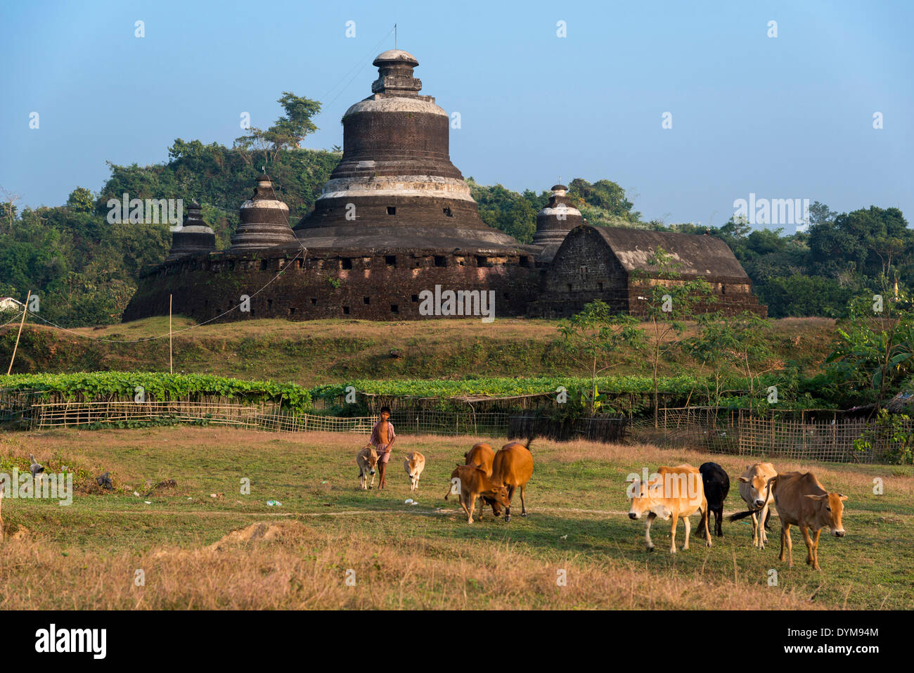 Giovane pastore con il bestiame di fronte Htukkanthein, Dukkanthein o Htoekanthein tempio, Mrauk U, Sittwe Division, Stato di Rakhine Foto Stock