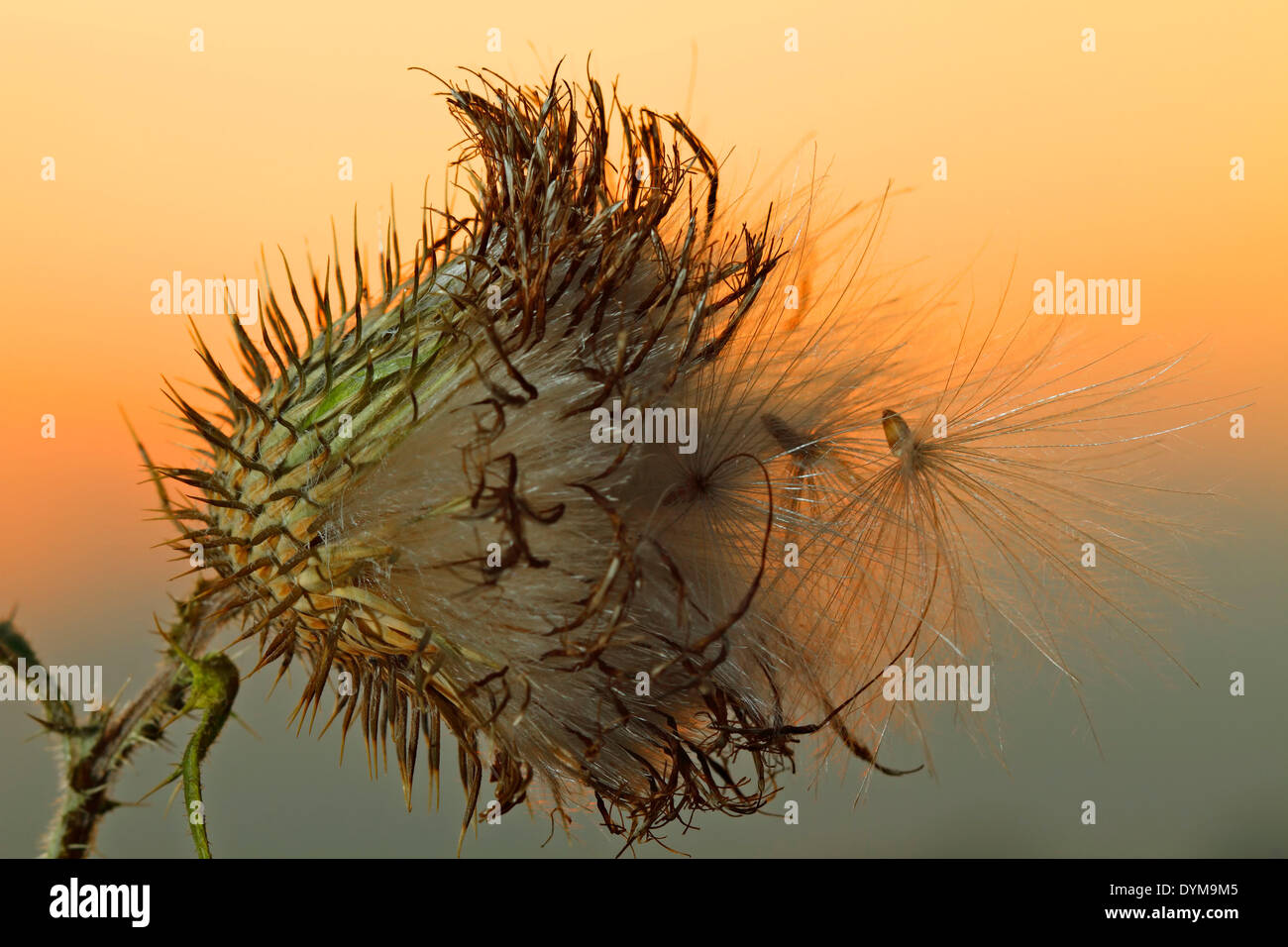 Cardo (Silybum marianum), frutti, semi, in controluce con rugiada di mattina, Piastra Strohauser, Bassa Sassonia, Germania Foto Stock