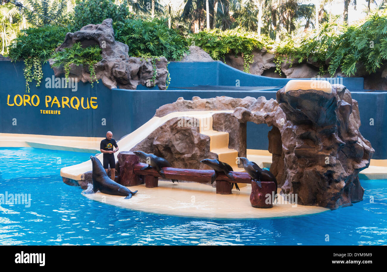 Sea Lion visualizza, Loro Parque zoo, Puerto de la Cruz, Santa Cruz de Tenerife, Tenerife, Isole Canarie, Spagna Foto Stock