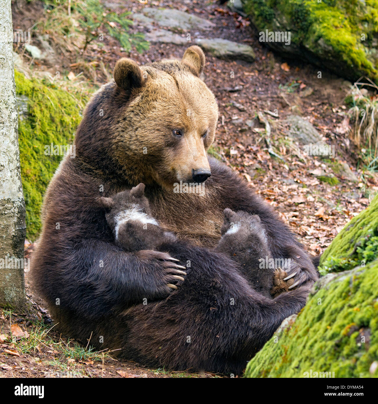 Unione l'orso bruno (Ursus arctos) madre allattamento cub, 3 mesi, captive, animale enclosure, Parco Nazionale della Foresta Bavarese Foto Stock