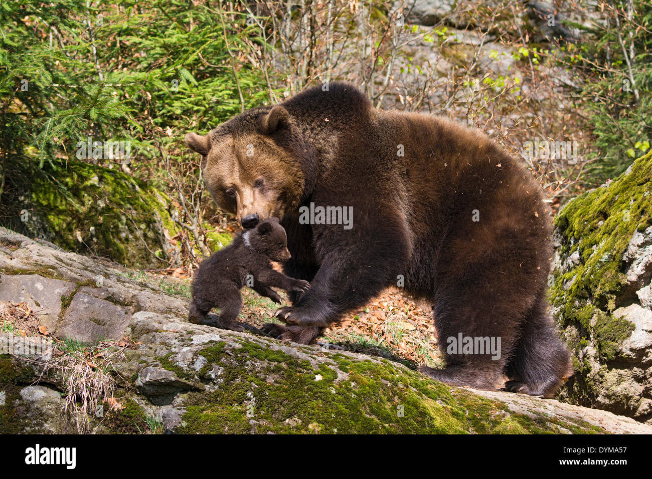 Unione l'orso bruno (Ursus arctos) madre con cub, 3 mesi, captive, animale enclosure, Parco Nazionale della Foresta Bavarese, Bavaria Foto Stock