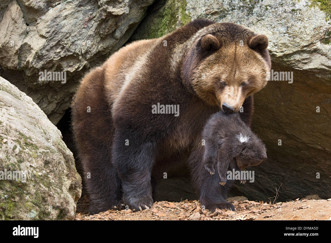 Unione l'orso bruno (Ursus arctos) madre con cub, 3 mesi, captive, animale enclosure, Parco Nazionale della Foresta Bavarese, Bavaria Foto Stock