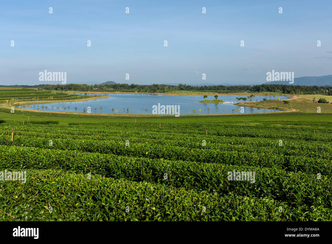 Boon Rawd Farm, Singha Park, le piantagioni di tè con un lago, i giardini del tè, Chiang Rai, provincia di Chiang Rai, la Thailandia del Nord Foto Stock