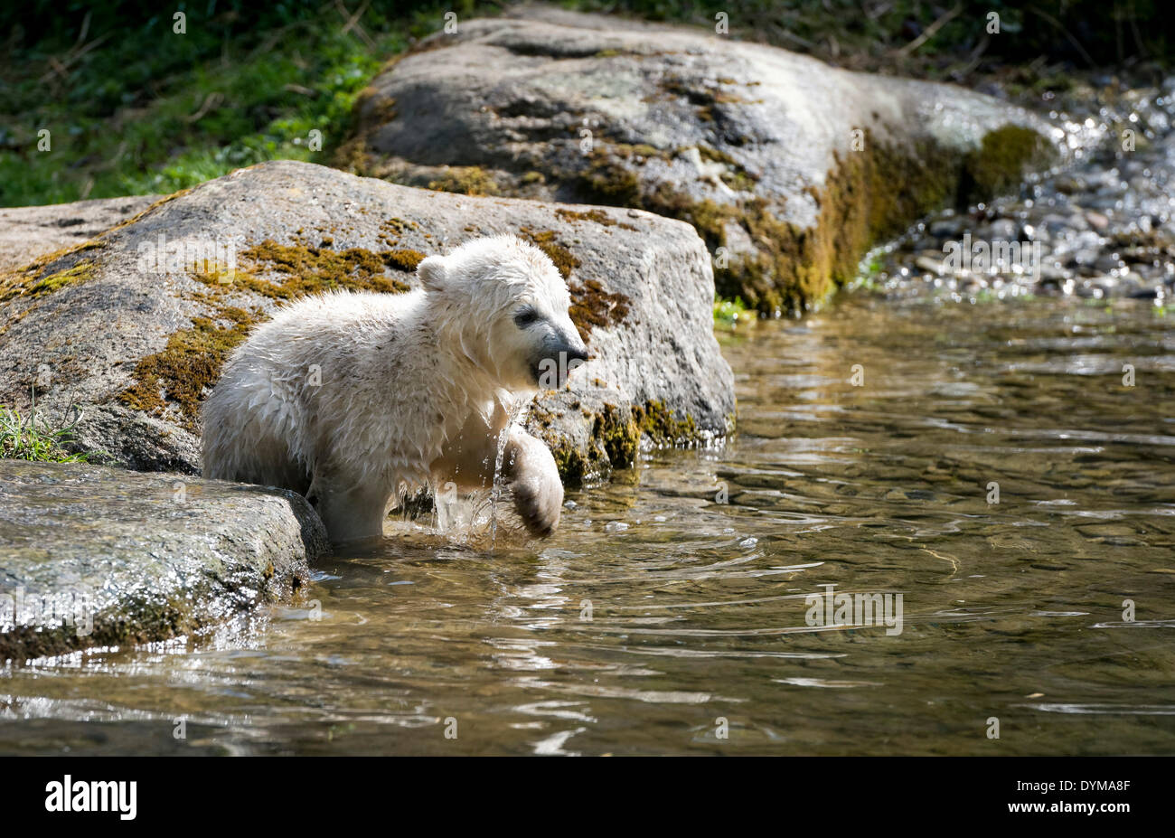 Orso polare (Ursus maritimus), cub Nela, 17 settimane, giocando nel recinto di Zoo di Hellabrunn, Monaco di Baviera, Baviera, Baviera Foto Stock