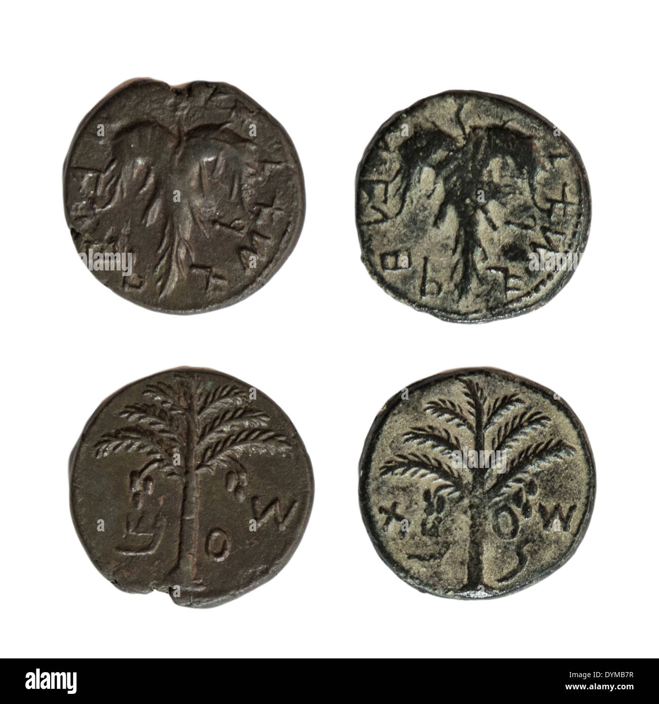 Simon Bar-Kokhba monete 132-135 CE bronzo 25mm foglia di vite e Palm tree su sfondo bianco Foto Stock