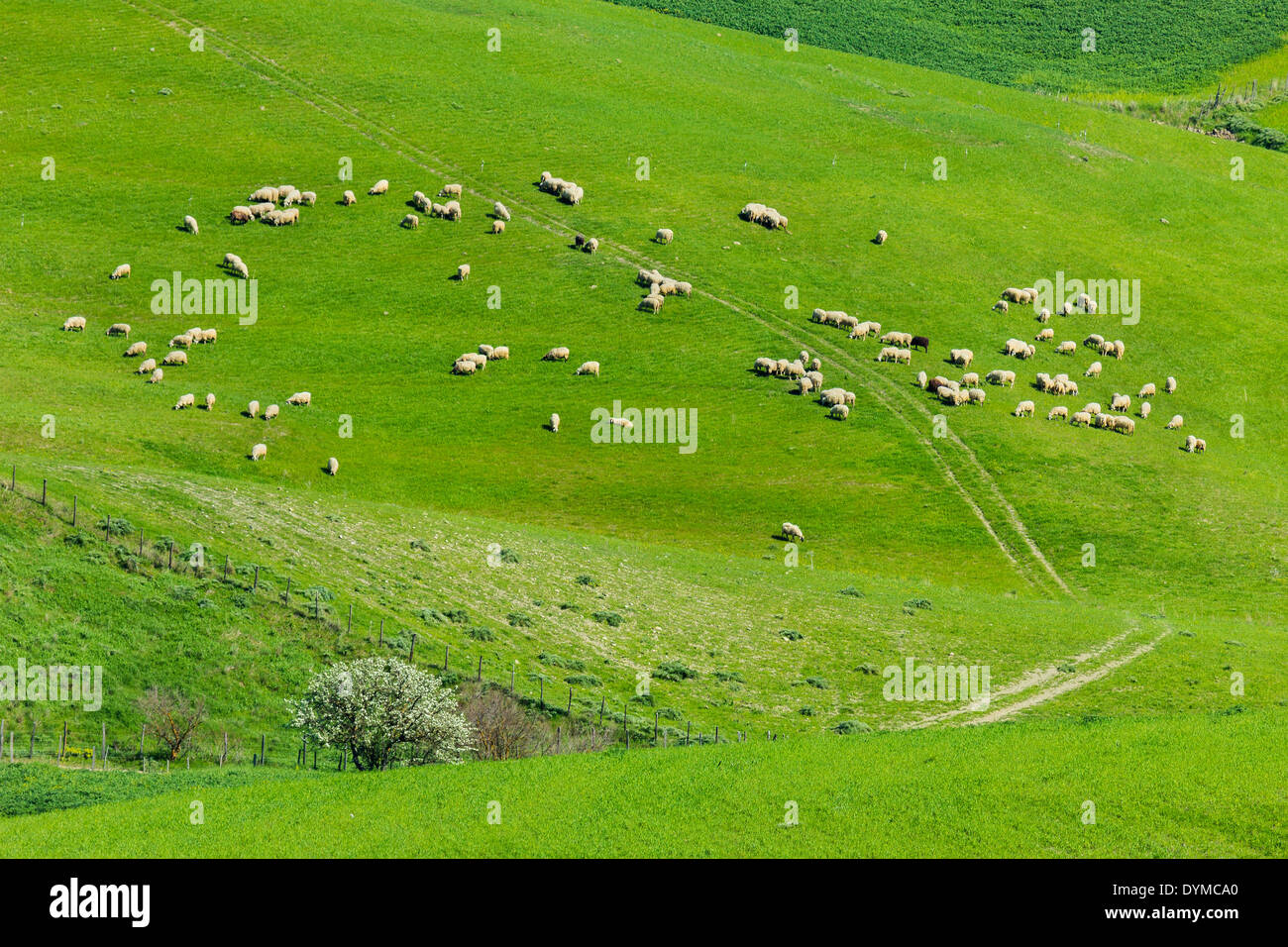 Gregge di pecore sulla molla di verdeggianti pascoli nel paese collinare nei pressi di Troina; Troina, in provincia di Enna, Sicilia, Italia Foto Stock