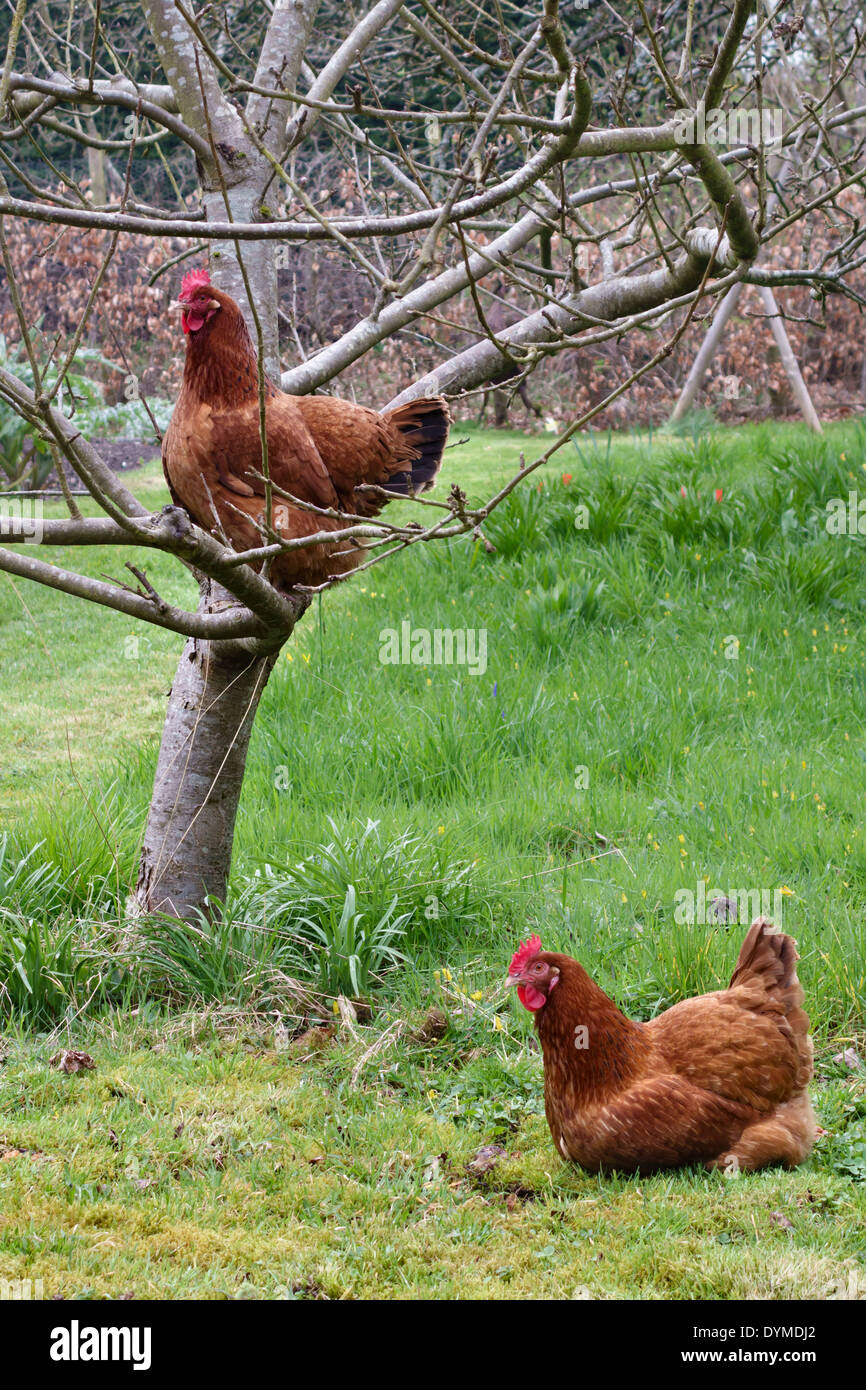 Due galline in un giardino, Regno Unito Foto Stock